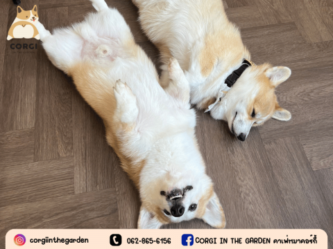 ร้านคาเฟ่คอร์กี้ ราคาหลักร้อย